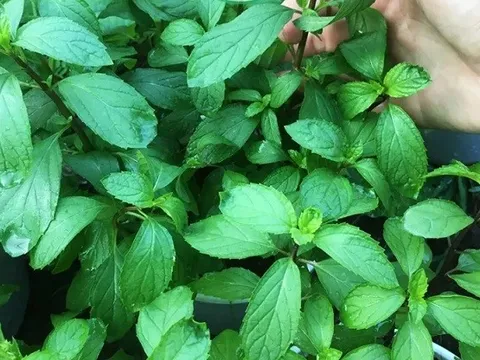 Kỹ thuật canh tác cây bạc hà chiết xuất tinh dầu trồng trong nhà màng
