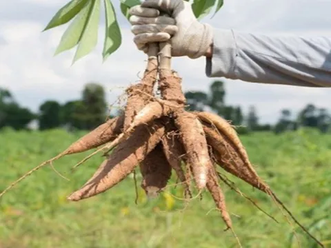 Sản xuất ethanol từ sắn