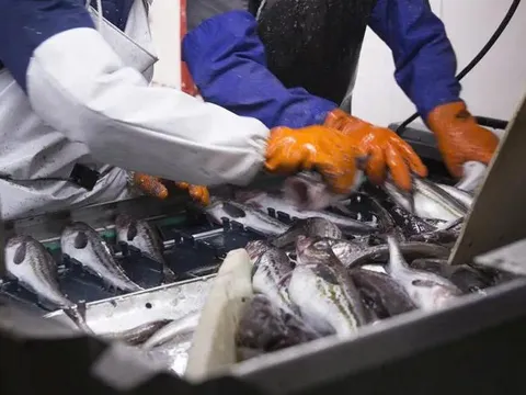 Gã ‘khổng lồ’ ngành đánh bắt cá Nga đầu tư nhà máy chế biến 700 tấn cá mỗi ngày