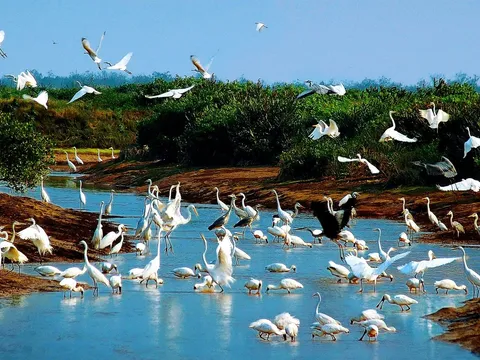 Ninh Bình: Tăng cường công tác quản lý, bảo tồn các loài chim hoang dã, di cư