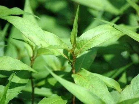 Màng nhựa sinh học kháng khuẩn từ rau răm