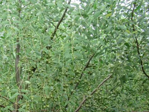 Cây bần không cánh có tiềm năng hỗ trợ điều trị viêm loét dạ dày