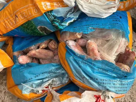Quảng Ninh tiêu hủy 300 kg chân lợn đông lạnh không rõ xuất xứ