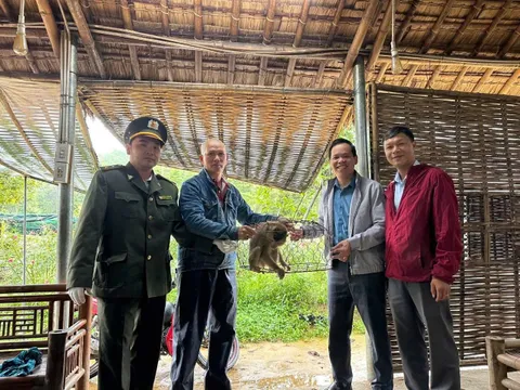 Bàn giao cá thể khi đuôi lợn về Vườn Quốc gia Bạch Mã
