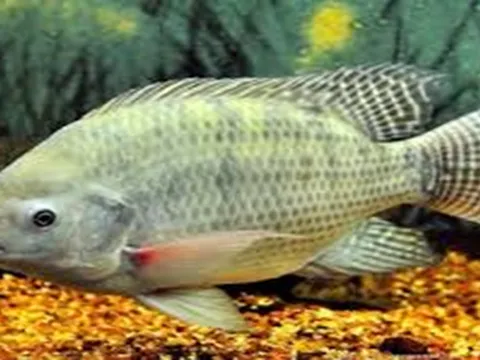 Nghiên cứu chọn giống nâng cao tốc độ tăng trưởng của cá rô phi vằn Oreochromis niloticus