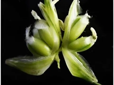 Lúa mì đột biến MOV có thể tăng gấp ba năng suất so với lúa mì thông thường