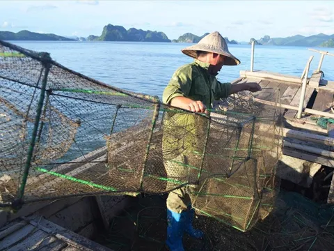 Nghề khai thác ghẹ Việt Nam đáp ứng tiêu chuẩn bảo vệ động vật biển theo MMPA