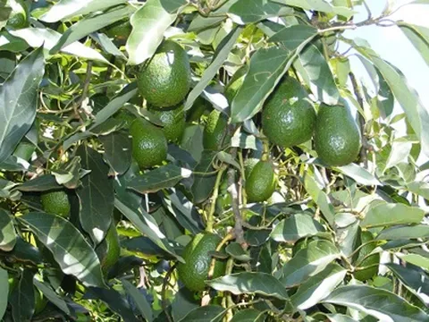 Cách mạng xanh cho ngành bơ Australia: công nghệ AI giám sát Carbohydrate