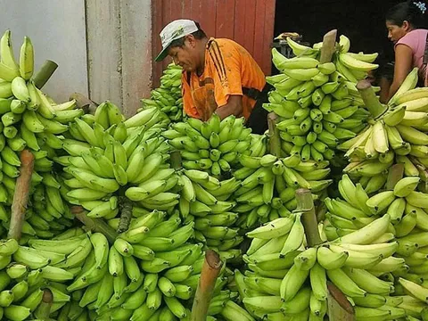 Chuối và lựu Peru đã được cấp phép vào thị trường Trung Quốc và sẽ sớm có mặt trên thị trường.