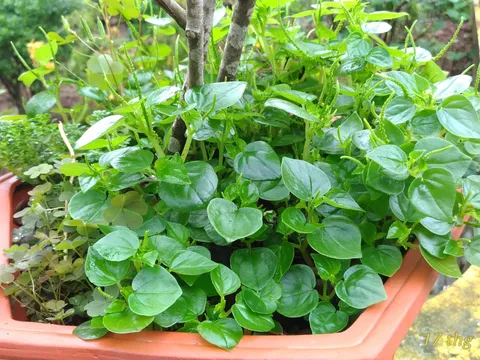 Rau càng cua – món ăn bất ngờ đầy lý thú