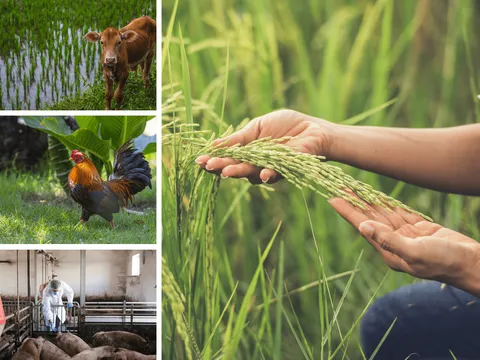 Sản xuất nông nghiệp tháng 10/2025 tiếp tục phát triển ổn định