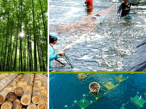 Sản xuất Lâm nghiệp và Thủy sản tháng 10/2025 phát triển trái ngược