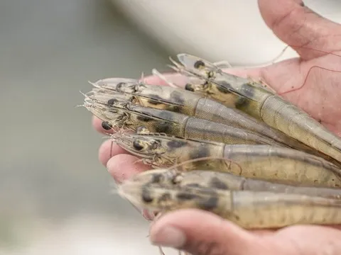 Ecuador – Hành trình chinh phục thị trường tôm thế giới và bài học cho tôm Việt Nam