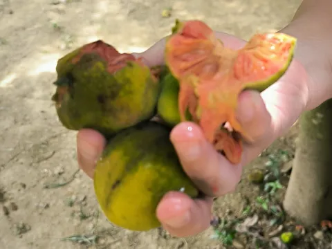 Quả chay ruột đỏ – vị chua đánh thức vùng ký ức