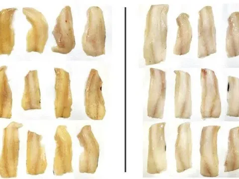 Nghiên cứu mới của Na Uy cho thấy việc cấp đông cá quá sớm có thể khiến cá bị đổi màu