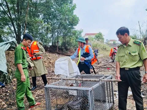 Trăn đất nặng 26 kg quý hiếm bò vào nhà người dân, được bàn giao cho cơ quan chức năng để thả về rừng