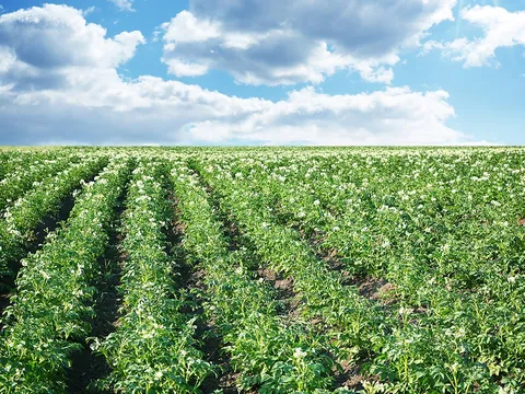 Công cụ số PCN-SP: Bước ngoặt công nghệ trong quản lý tuyến trùng khoai tây