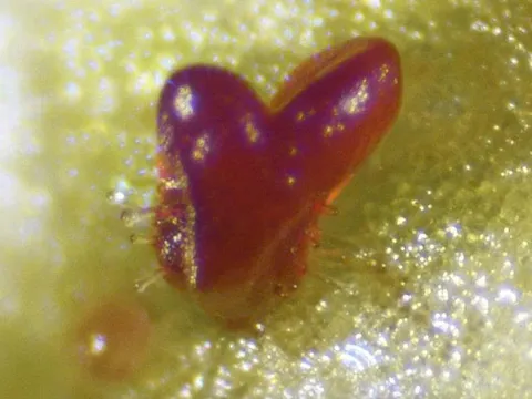 Đột phá công nghệ sinh học: Tái sinh thực vật không cần hormone chỉ với hai gen