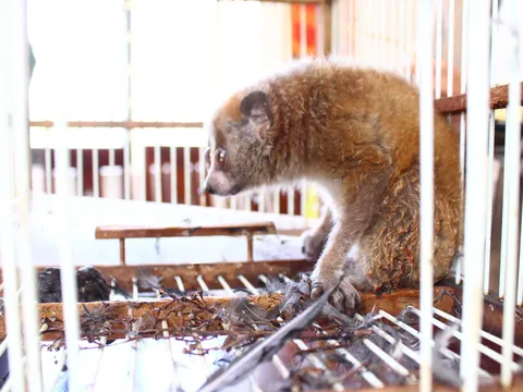 Nghệ An: Người dân giao nộp cá thể Cu li quý hiếm và nhiều loài chim hoang dã cho lực lượng chức năng