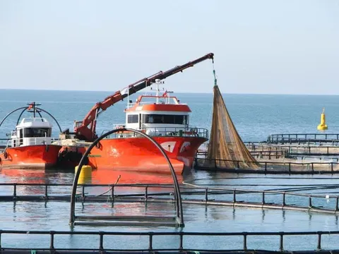 Tại sao cá hồi Thổ Nhĩ Kỳ đột nhiên trở thành hiện tượng toàn cầu?