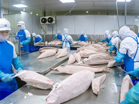 Cá ngừ Việt Nam vào Hà Lan: Cửa mở rộng nhưng cuộc chơi ngày càng khốc liệt