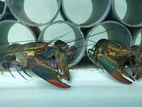 Đột phá công nghệ nuôi tôm: Trại giống mô-đun đầu tiên của Singapore giúp tăng gấp đôi tỷ lệ sống