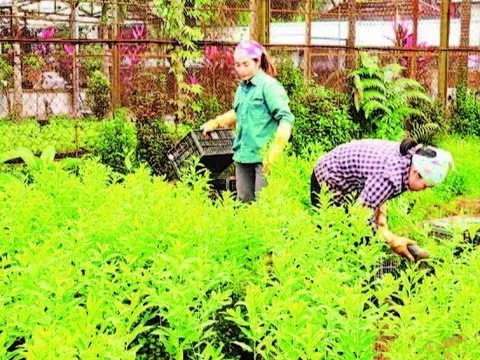 Bảo tồn rừng và sinh kế cộng đồng