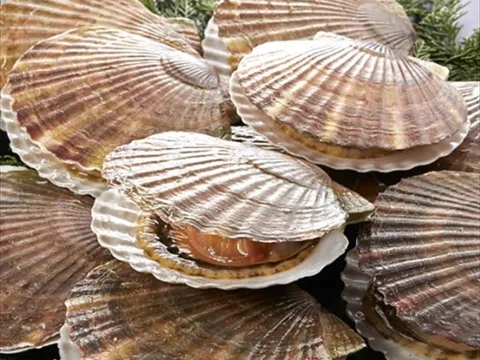Giá sò điệp Nhật Bản đạt mức cao kỷ lục