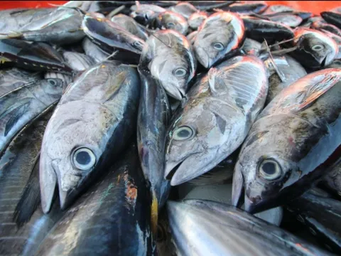 Thị trường cá ngừ Thụy Điển: “Miếng bánh nhỏ” nhưng đáng để đánh đổi chiến lược