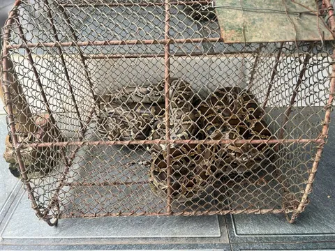 Người dân tự nguyện giao nộp trăn đất và tê tê quý hiếm cho cơ quan chức năng