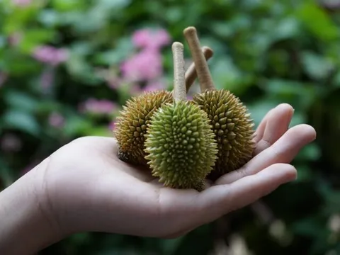 Sầu riêng non: Từ phế phẩm nông nghiệp thành ‘thần dược’ làm đẹp