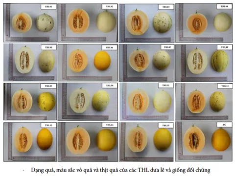 Đánh giá khả năng kết hợp và ưu thế lai của 6 dòng dưa lê (Cucumis melo L. var. inodorus) tự phối đời S5