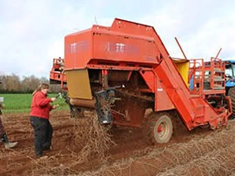 Biến máy nghiền dây khoai tây thành 'vũ khí' mới chặn đứng cỏ dại ngay trong mùa thu hoạch