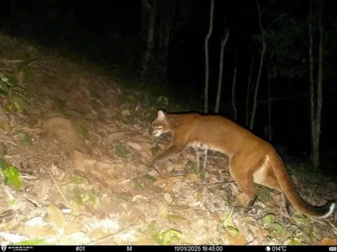 Lần đầu ghi nhận loài beo lửa cực kỳ quý hiếm tại Khu BTTN Pù Hoạt