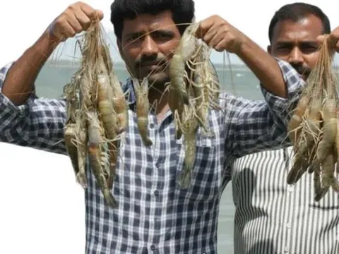 Ngành nuôi tôm Ấn Độ phục hồi: Sự trở lại của con tôm sú