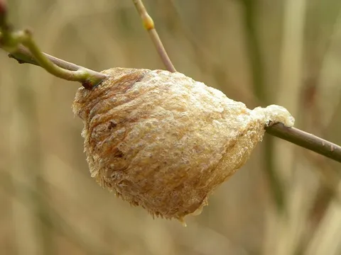 Có một “cục xốp nâu” bám trên cành dâu