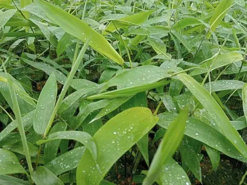 Giấc mơ làm giàu từ lá giang và câu chuyện liên kết chuỗi giá trị