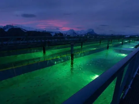 Công nghệ bong bóng nano: Đột phá hiệu suất cung cấp oxy trong nuôi cá hồi trên cạn