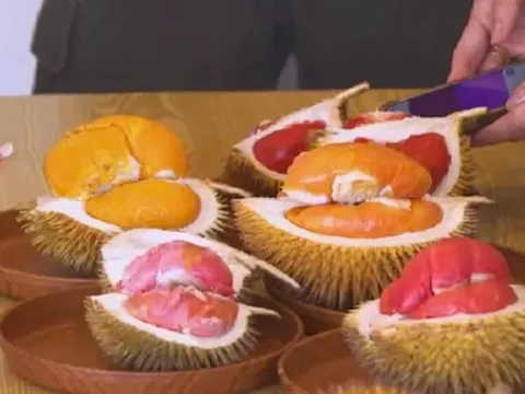 Sầu riêng ruột đỏ Dalit "gây sốt": Malaysia kỳ vọng vào giống bản địa quý hiếm