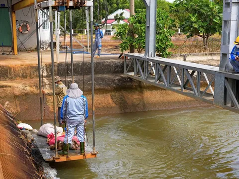 Kênh dẫn Phước Hòa - Dầu Tiếng: Ngành thủy lợi khốn khổ với xác chết động vật