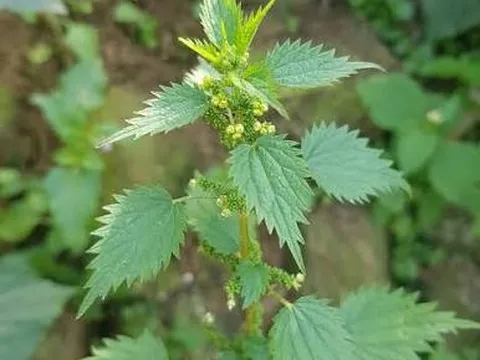 Dệt no ấm từ sợi gai bền bỉ hay tơ tằm óng muốt mong manh?