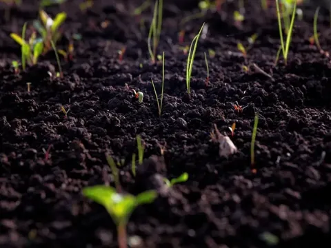 Đất khỏe mạnh: Nền tảng kiến tạo những thành phố xanh kiên cường