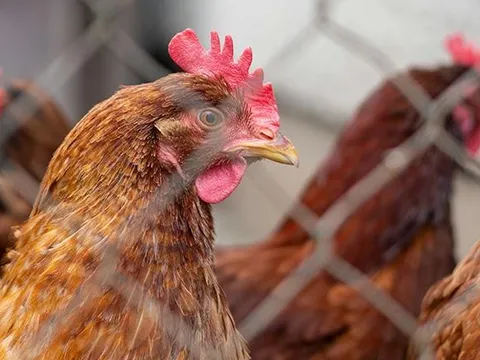 Virus cúm gia cầm có khả năng sinh sôi ở nhiệt độ cao