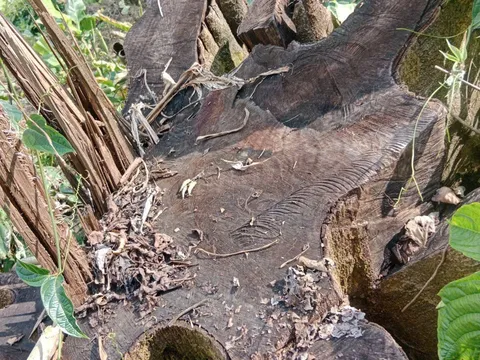 Xác minh phản ánh việc khai thác gỗ trái phép tại Thanh Hóa: Kiểm lâm vào cuộc, xử lý theo quy định