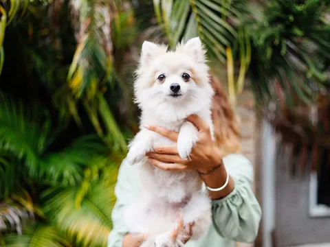 Thị trường thức ăn thú cưng cao cấp: Protein côn trùng và xu hướng 'chức năng hóa' sản phẩm