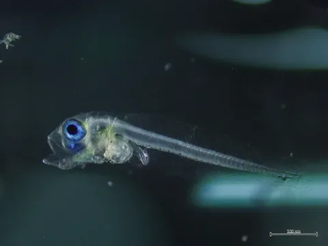 Philippines nhân giống thành công cá ngừ chấm trong hệ thống khép kín