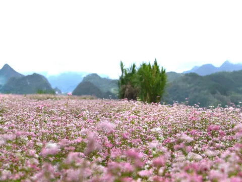 Hoa tam giác mạch trên cao nguyên đá - Khi tư duy nông nghiệp mới đánh thức 'mỏ vàng' đang ngủ yên