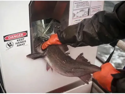 Robot AI mổ cá siêu tốc: 7 giây/con, tươi ngon 'chuẩn' Nhật