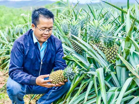 Sức bật nông nghiệp đa giá trị từ những triền dứa Kỳ Hoa