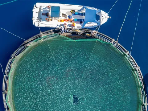 Cuộc cộng sinh kiến tạo hệ sinh thái đa giá trị trên biển